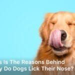 Why do dogs lick their nose; why do dogs lick their noses; why do dogs lick their nose so much; why do dogs constantly lick their nose; why do dogs lick their nose when you pet them;