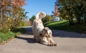 Why do Dogs Lay in The Sun When it's Hot