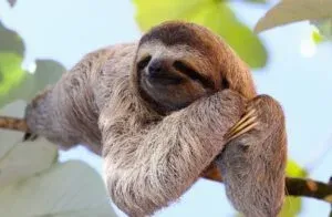 Why are Sloths Important to The Ecosystem