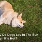 Why do Dogs Lay in The Sun When it's Hot