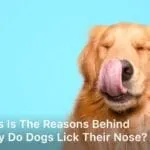 Why do dogs lick their nose; why do dogs lick their noses; why do dogs lick their nose so much; why do dogs constantly lick their nose; why do dogs lick their nose when you pet them;