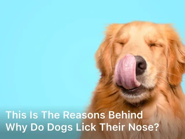 Why do dogs lick their nose