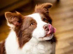 Why do dogs lick their nose; why do dogs lick their noses; why do dogs lick their nose so much; why do dogs constantly lick their nose; why do dogs lick their nose when you pet them; 