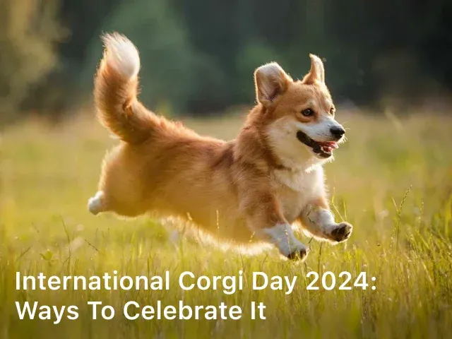 International Corgi Day 2024: Ways to Celebrate it