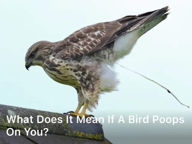 What does it Mean if a Bird Poops on You?