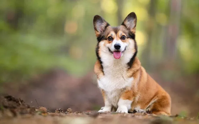 What is International Corgi Day