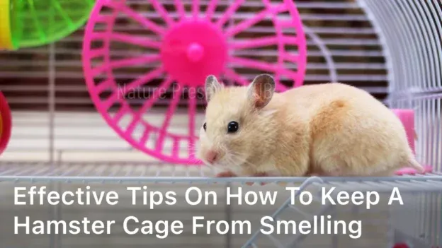 Effective Tips on How to Keep a Hamster Cage from Smelling