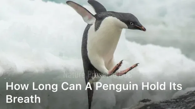 How Long Can a Penguin Hold Its Breath