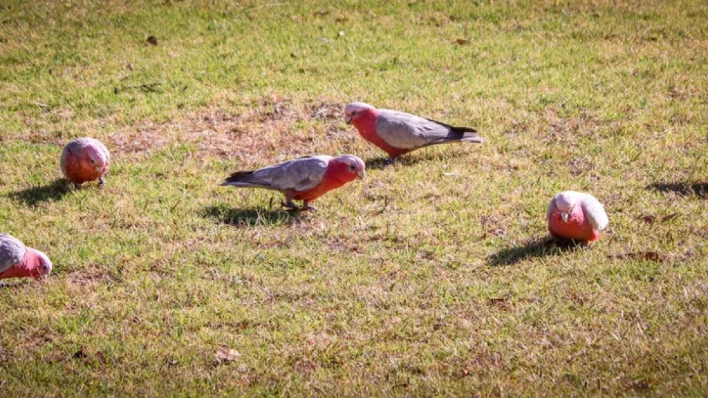 How to Keep Birds from Eating Grass Seed