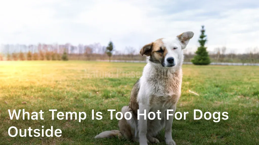 What Temp is Too Hot for Dogs Outside?