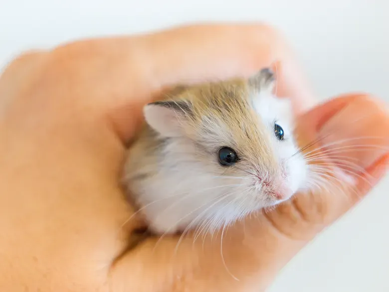 How to Treat a Sick Hamster at Home: Essential Care Guide