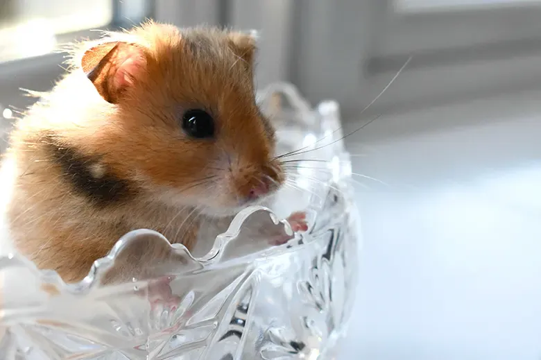 Preventive Measures to Keep Your Hamster Healthy